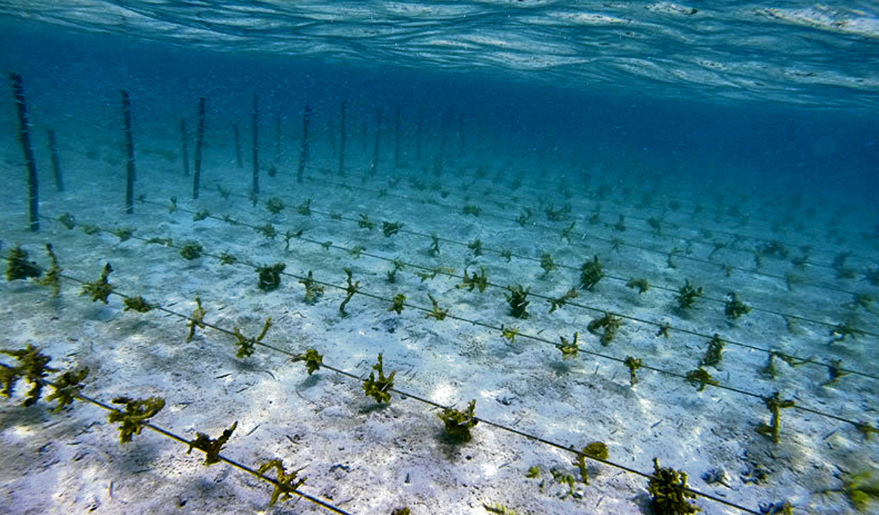 Opinion: The weed that isn’t!