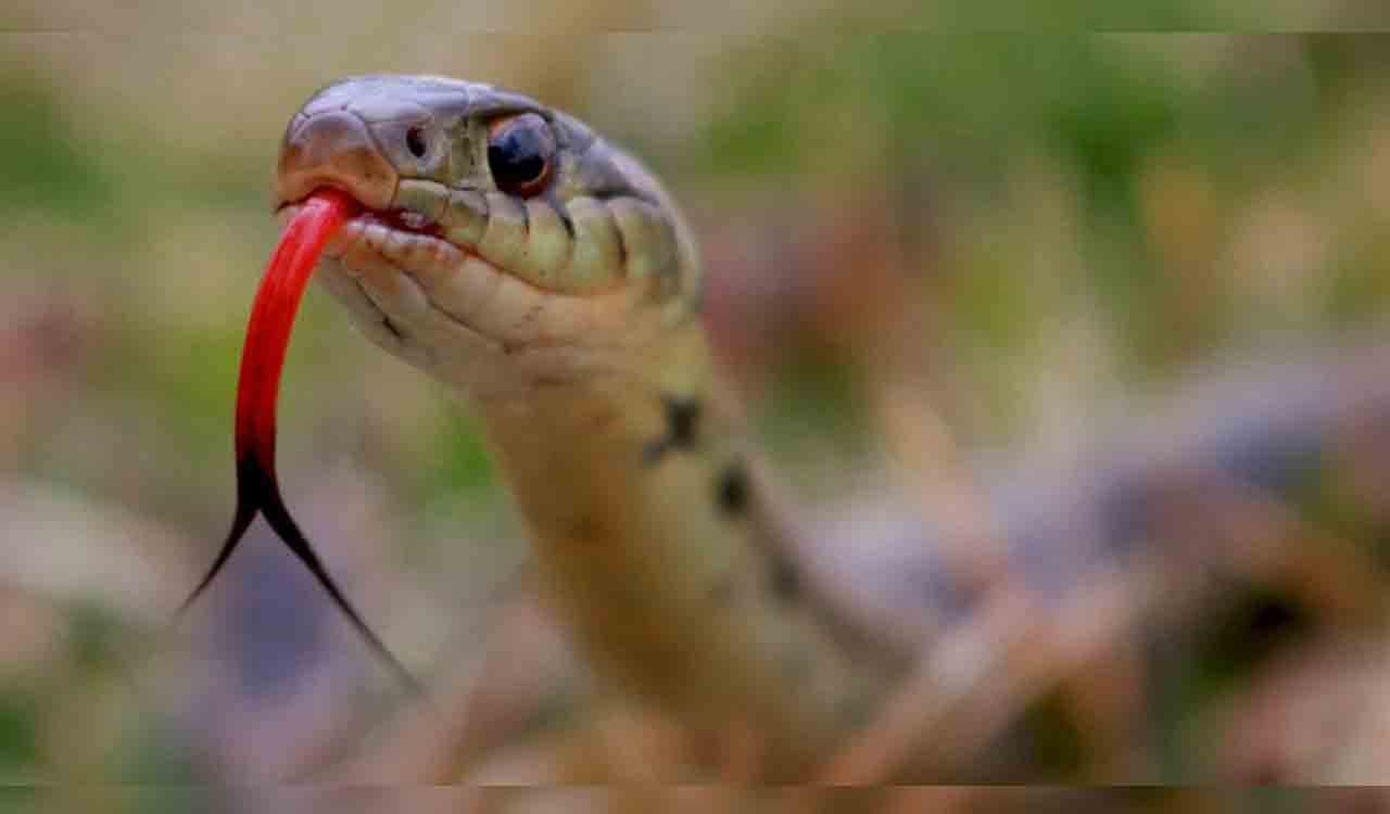 Teenage girl dies of snake bite in Hyderabad