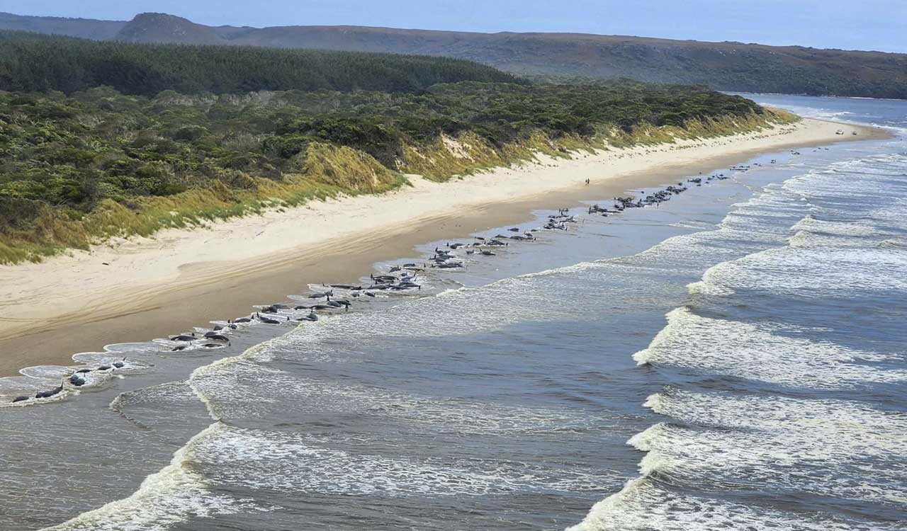 230 whales beached in Tasmania; rescue efforts underway
