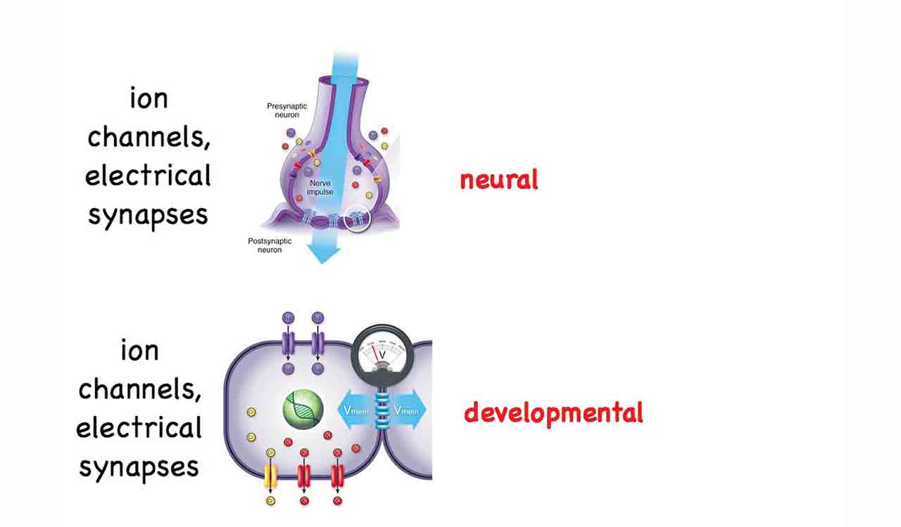 Know all about nerve impulse