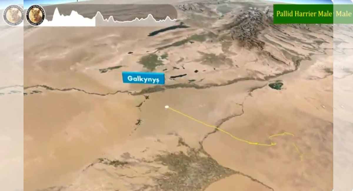 Watch: IFS officer shares migratory route of bird recorded by satellite tracker