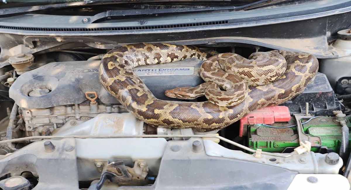 Watch: Python tries to bite man while feeding