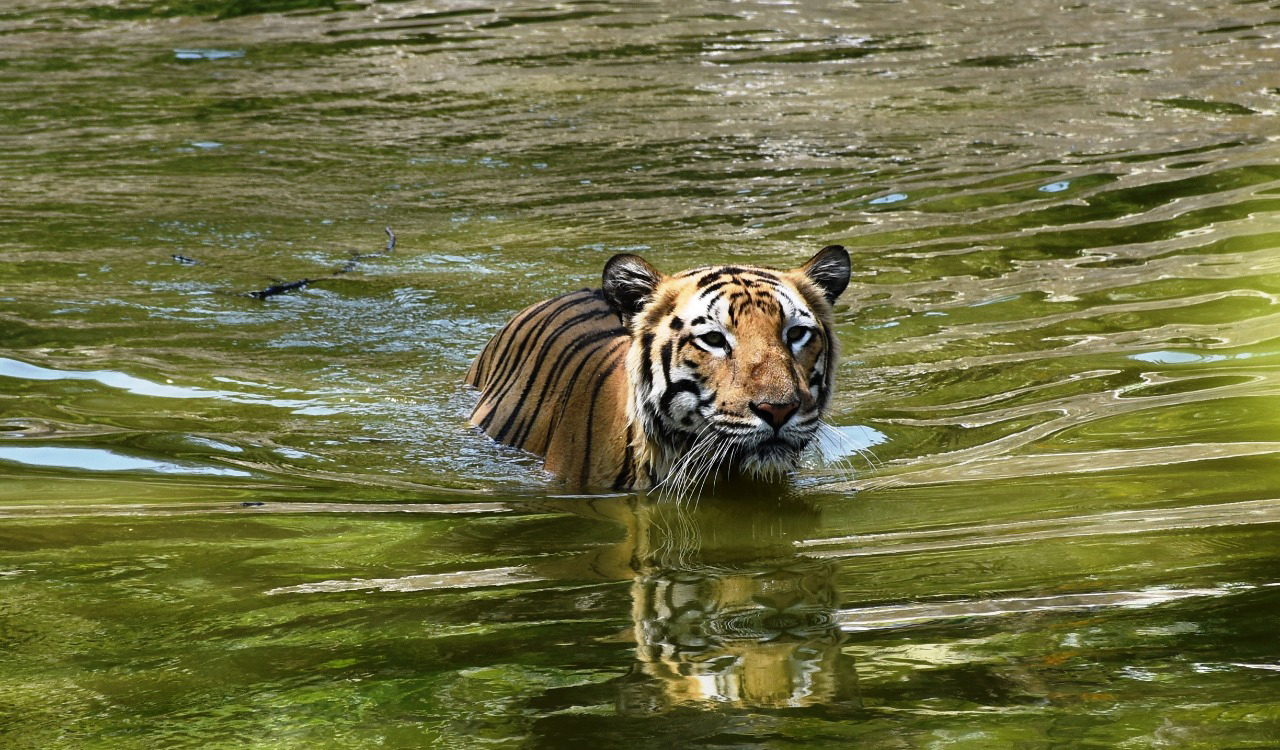 Hyderabad: Gland Pharmaceuticals adopt animals at Nehru Zoological Park
