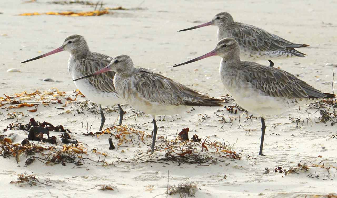 Alaska-Australia flight could place bird in record books 