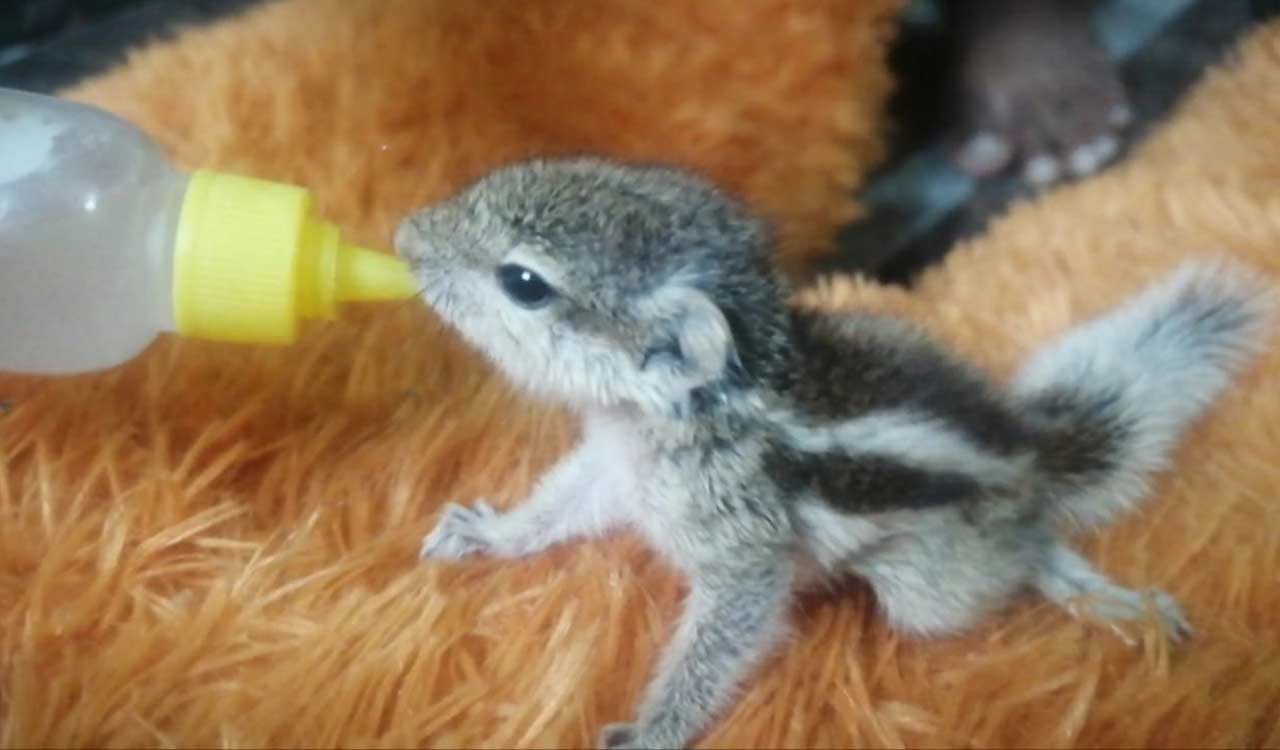 Injured squirrels find shelter in school teacher’s home in Mahabubnagar