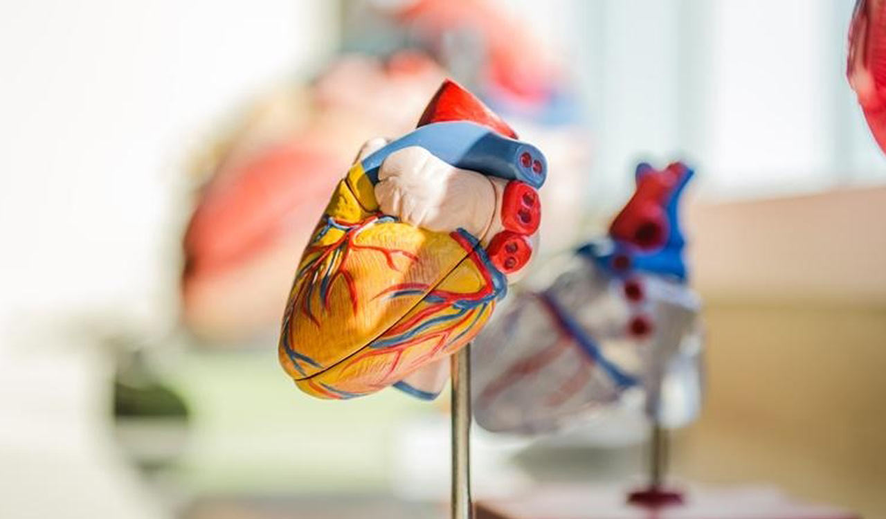 Consuming refined grains may up risk of premature heart disease