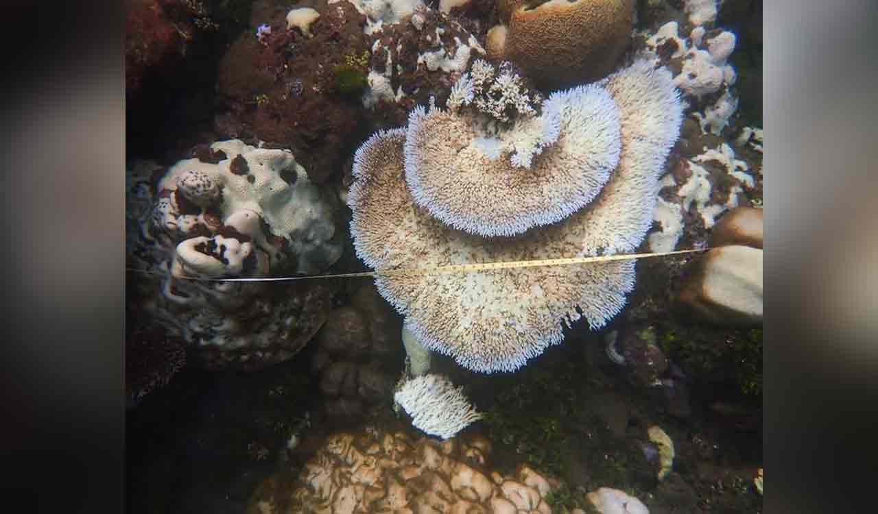 Half of world’s coral reefs face climate change threat by 2035: Study
