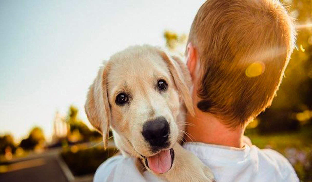 Dogs can detect stress in humans: Study