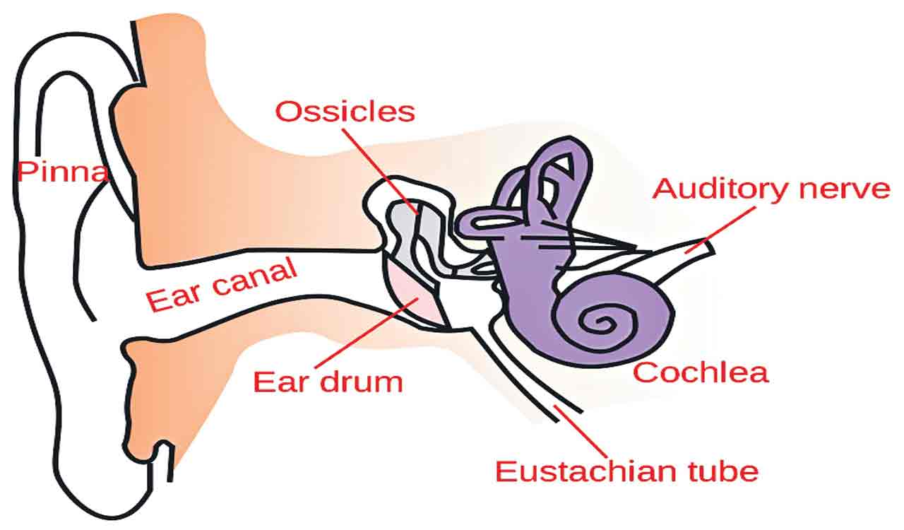 Learn about the ear’s functioning-Telangana Today