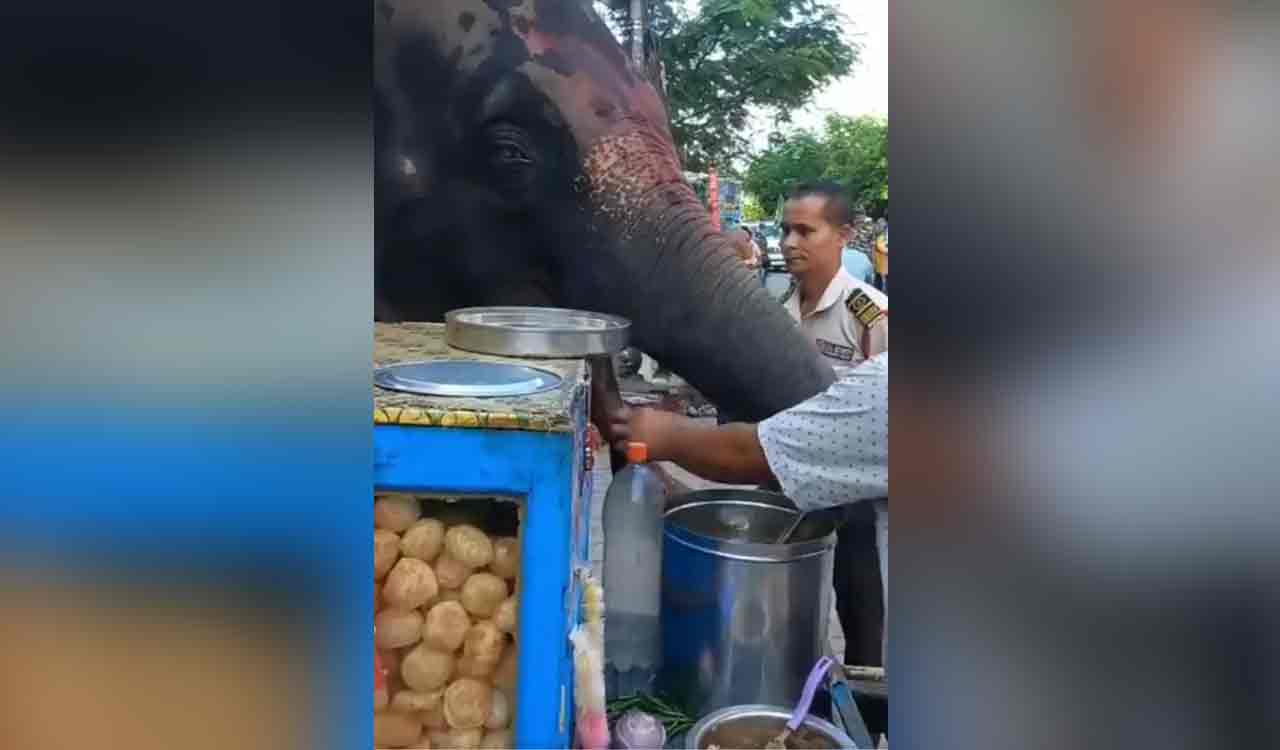 Watch: Elephant eats pani puri on street