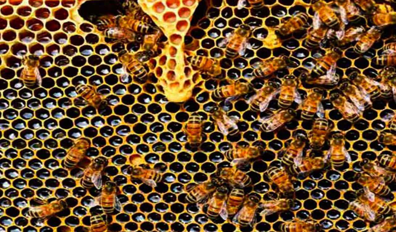 Telangana: One killed, two injured in honeybee attack in Mancherial