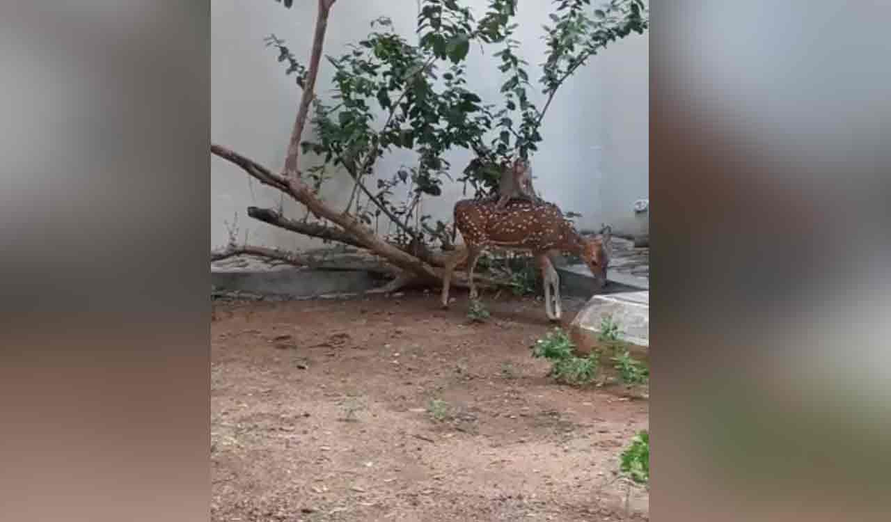 Video of monkey taking ride on deer’s back leaves internet in splits