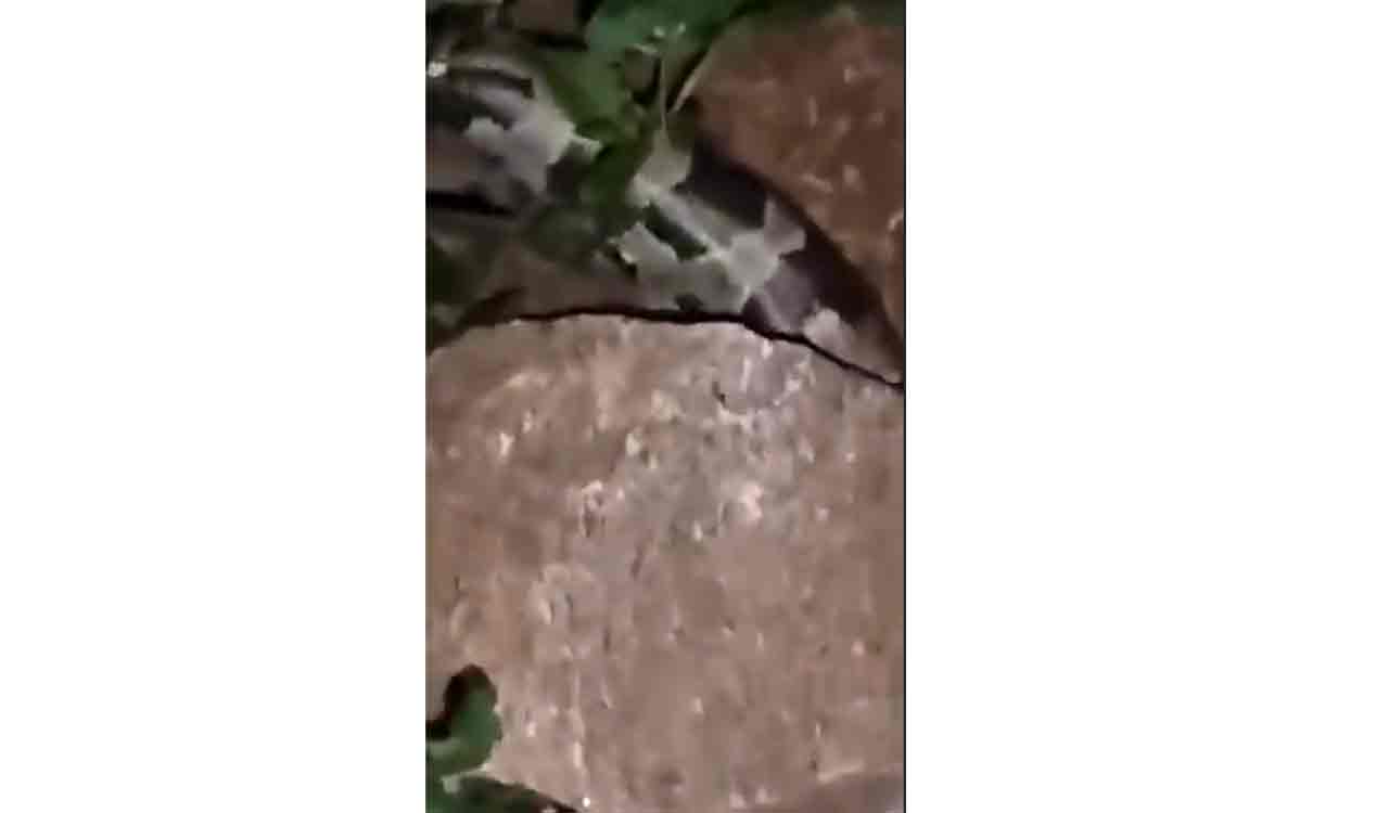 Watch: Python spotted at graveyard in Falaknuma, locals panic