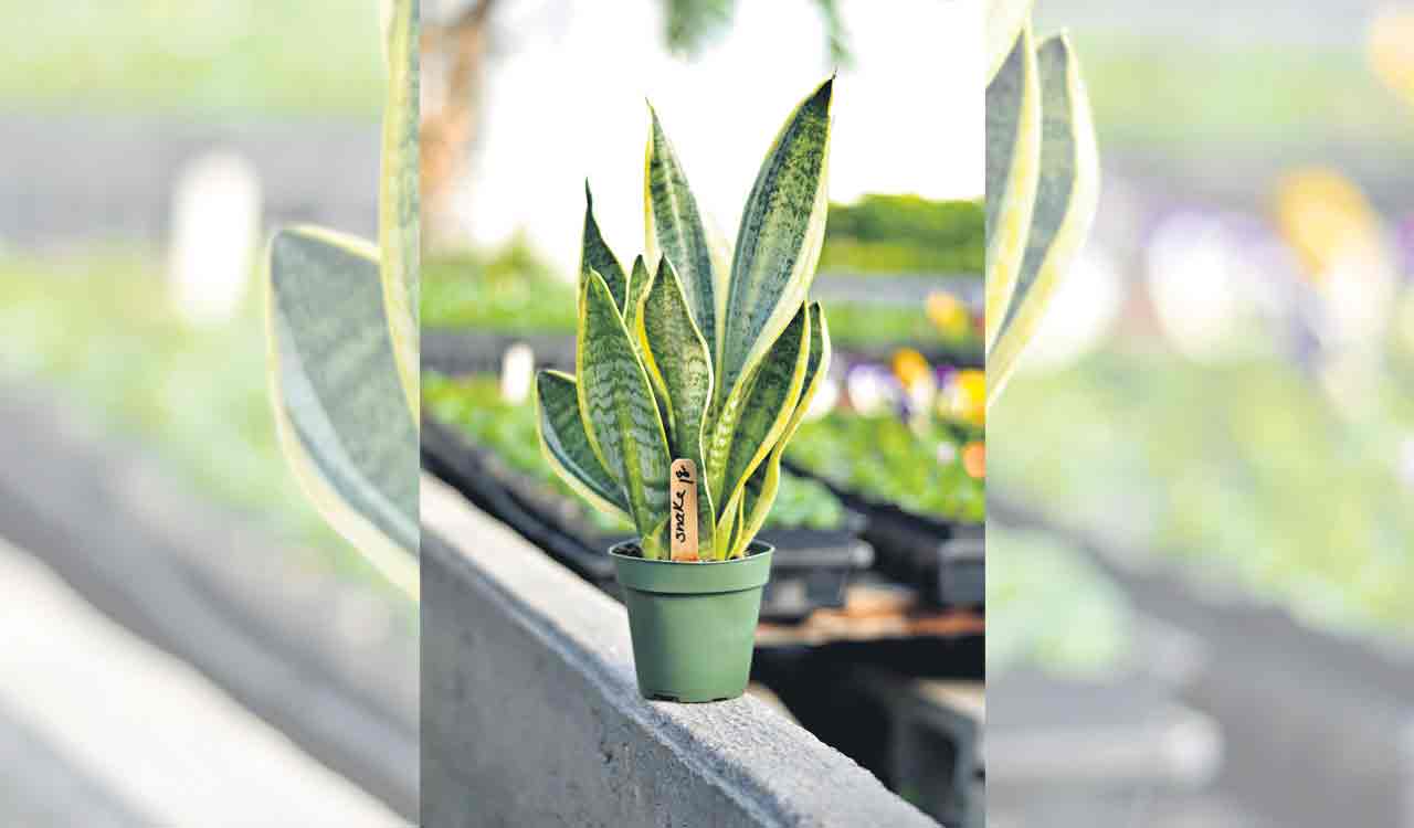 Indoor plants that can help you study