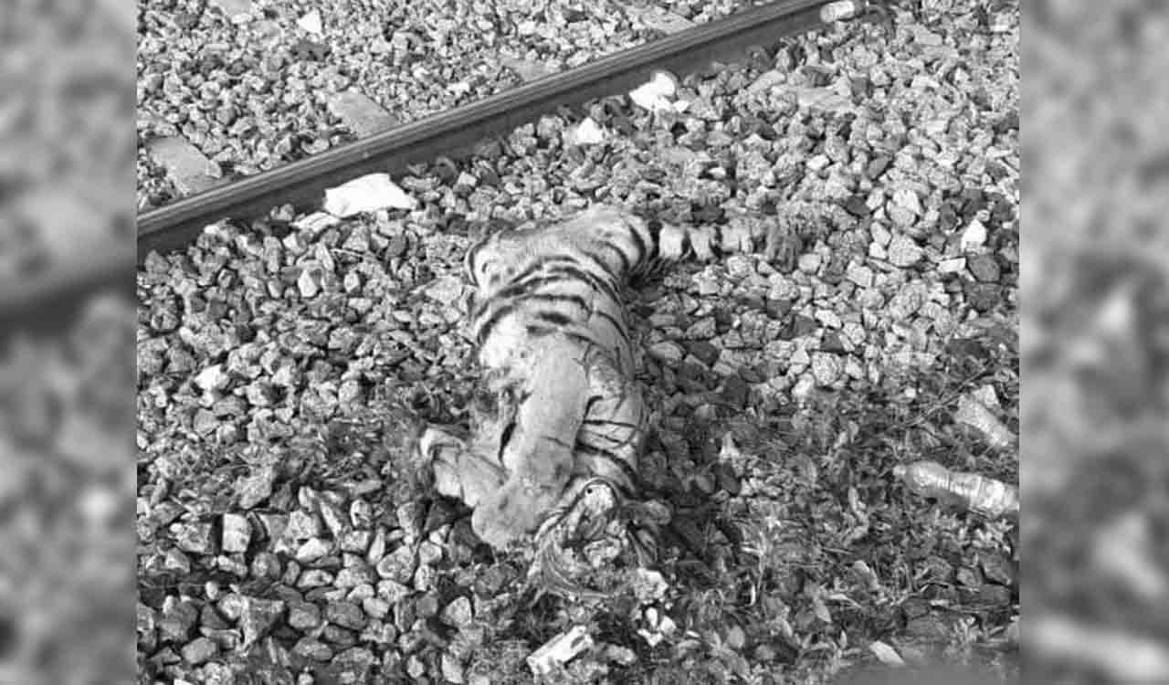 Fake news of tiger death goes viral in Peddapalli