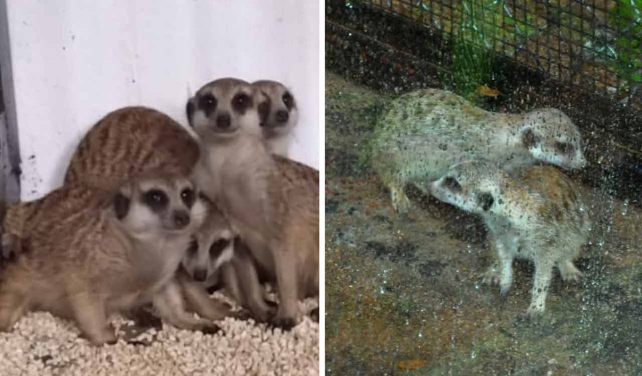 Hyderabad: Meerkats, white eared marmoset released for public display at Nehru Zoological park