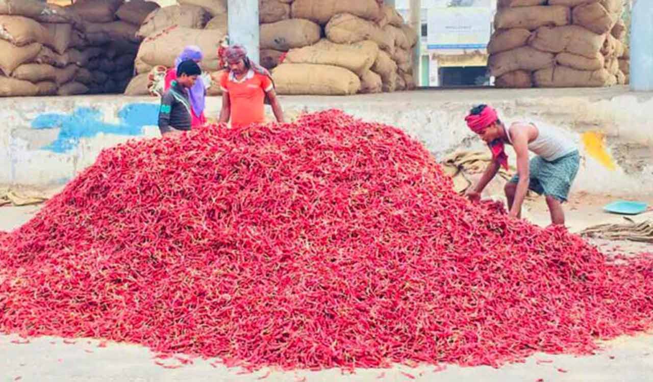 Centre to help red chilli farmers in Andhra Pradesh under MIS; ICAR to assess crop damage