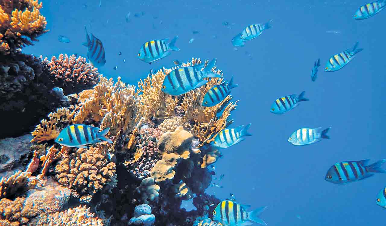 Facts about the environment