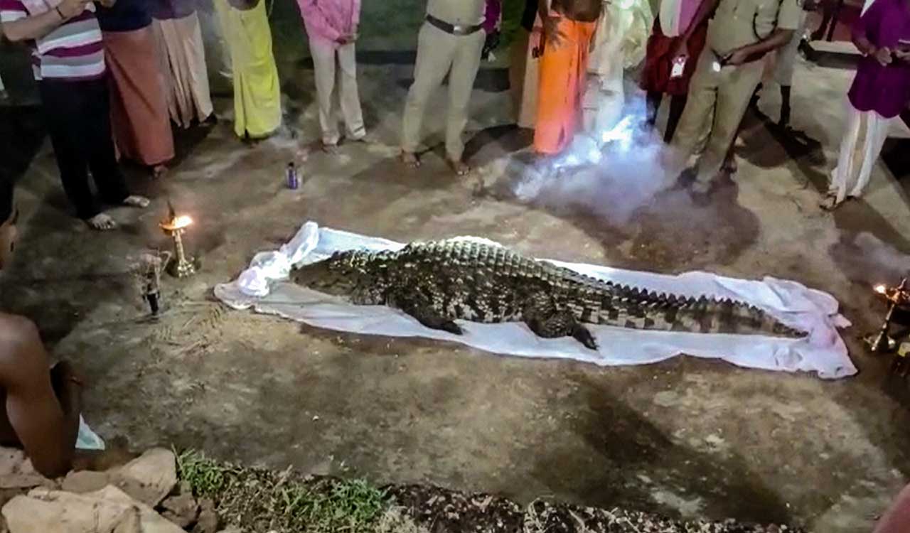 70-year-old crocodile claimed to be vegetarian dies in Kerala