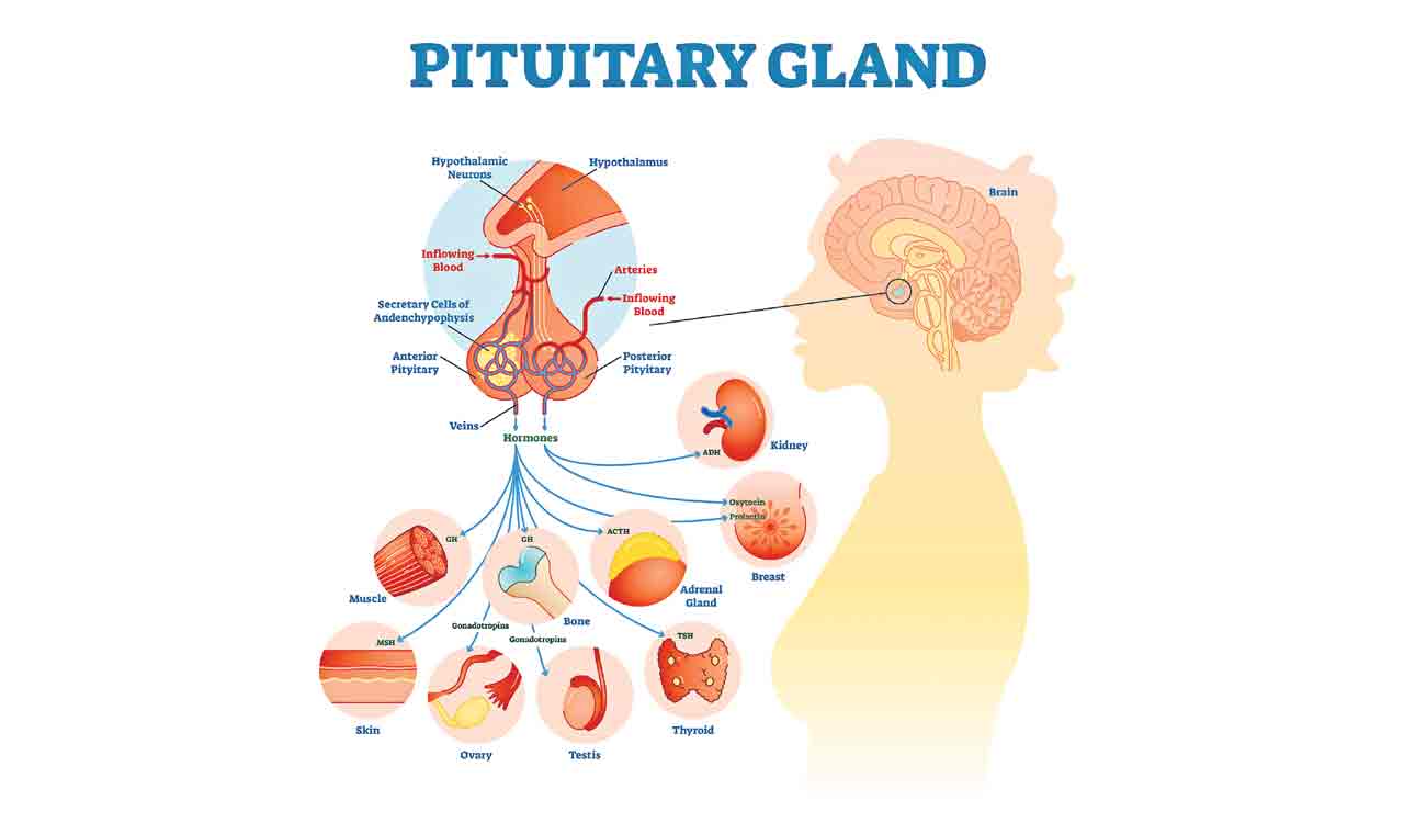 The role of pituitary gland in human body
