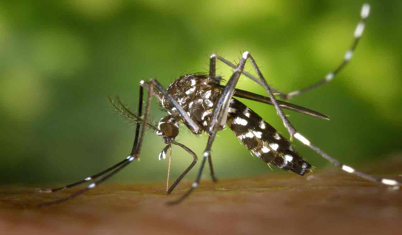 Are you a mosquito magnet? Find out why 