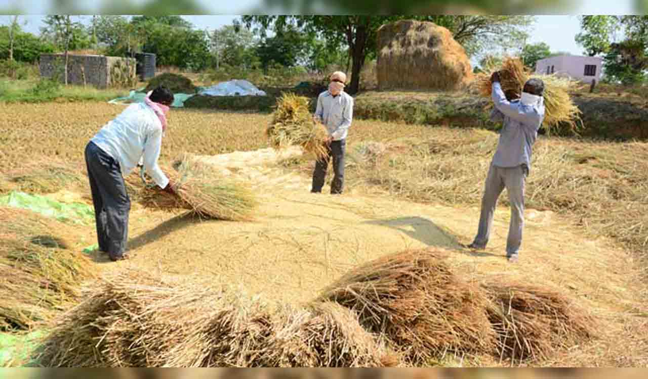 Telangana: Exploitation of paddy farmers to be checked