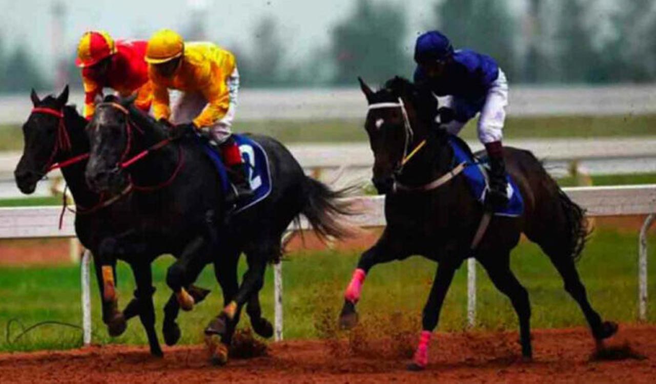 Horse Racing: Tigrio fancied for Kolkata feature