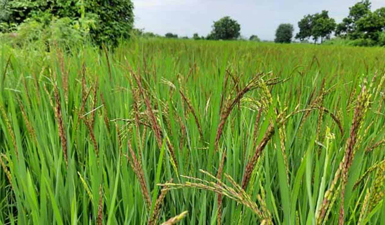 ICAR-IIRR releases climate resilient rice varieties