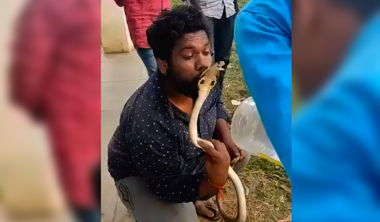 Watch: Man tries to kiss King cobra on head, gets bit on the lip ...