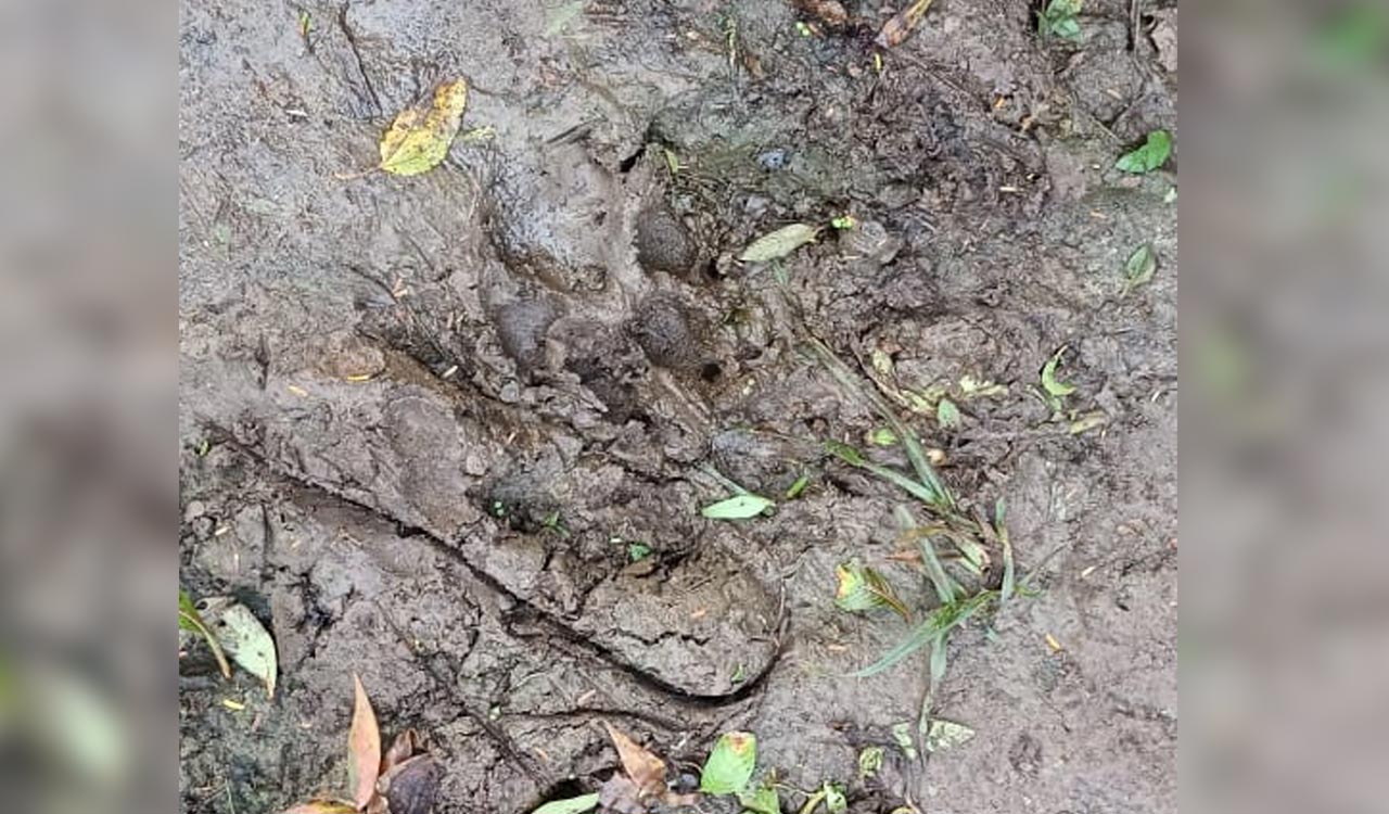 Tiger sighting triggers panic in Asifabad