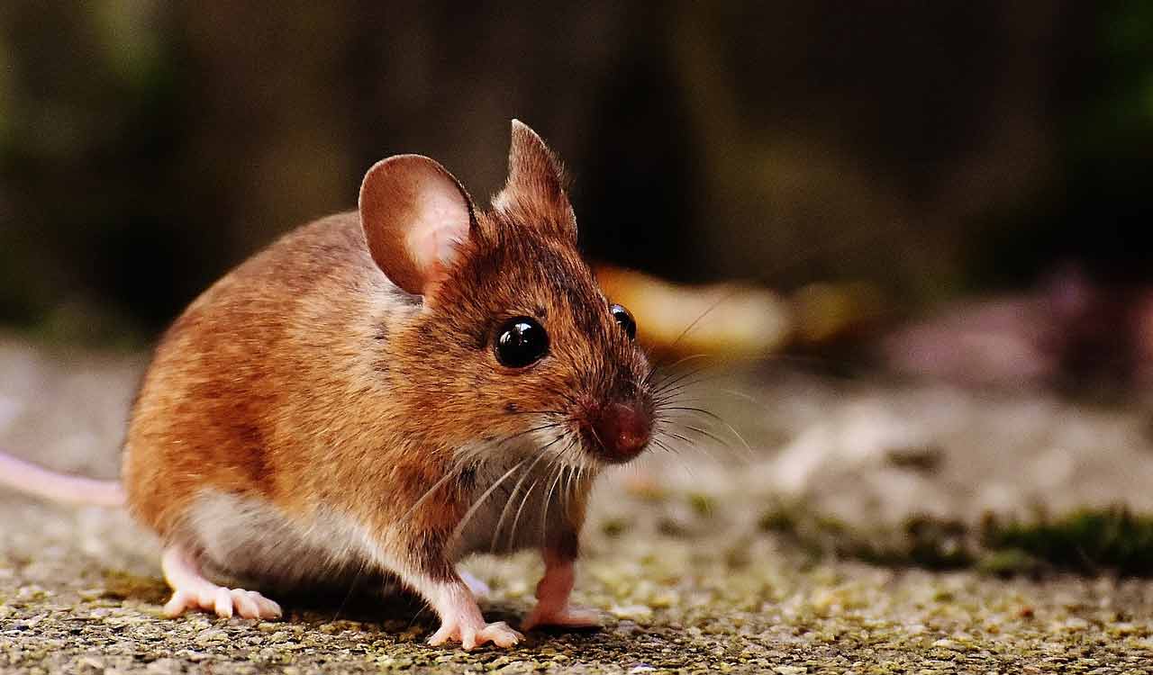 10 hours in jail for torturing mouse to death in UP’s Badaun-Telangana ...