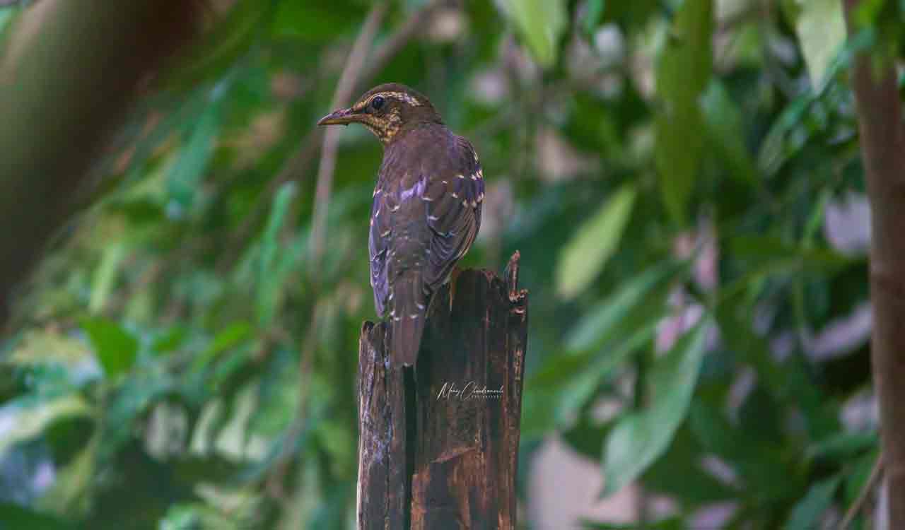 Pied Thrush spotted for first time in Telangana
