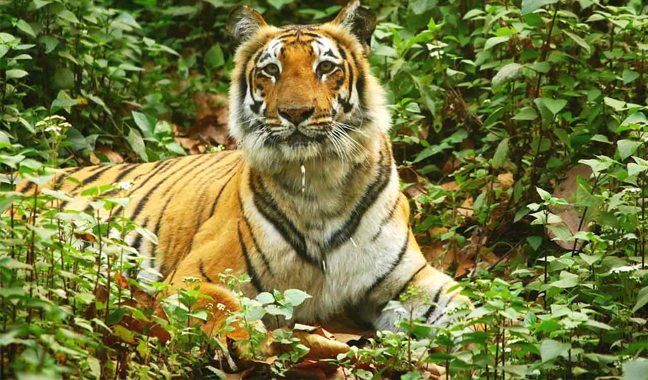 Amangarh Tiger Reserve now open for public