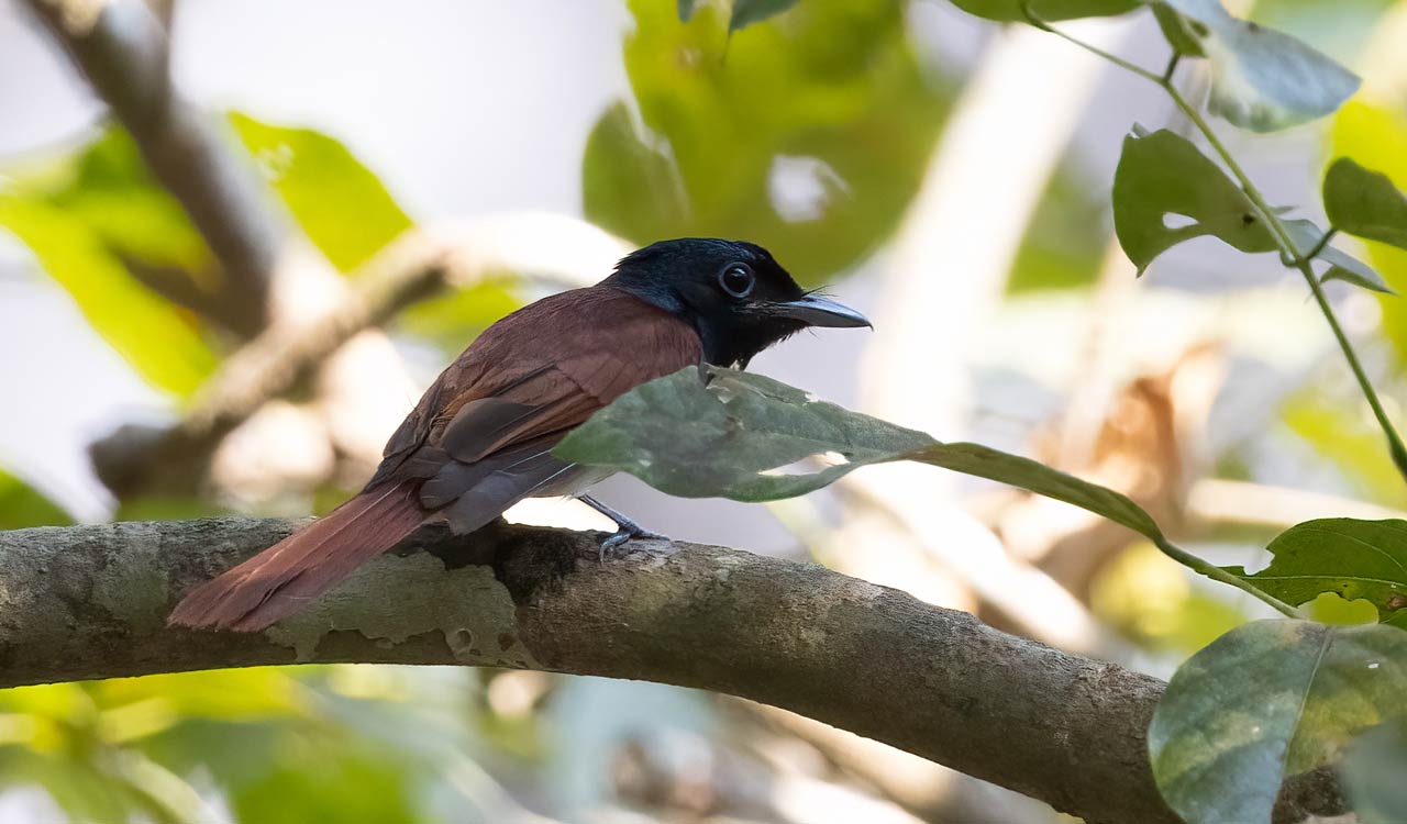 Rare Amur Paradise Flycatcher spotted in Khammam