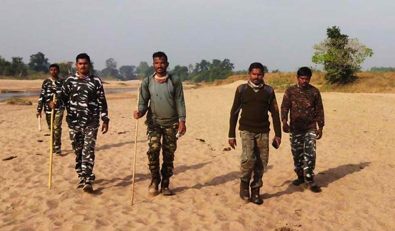 Telangana: Killer tiger feasts on wild boar, cheers forest officials in Asifabad