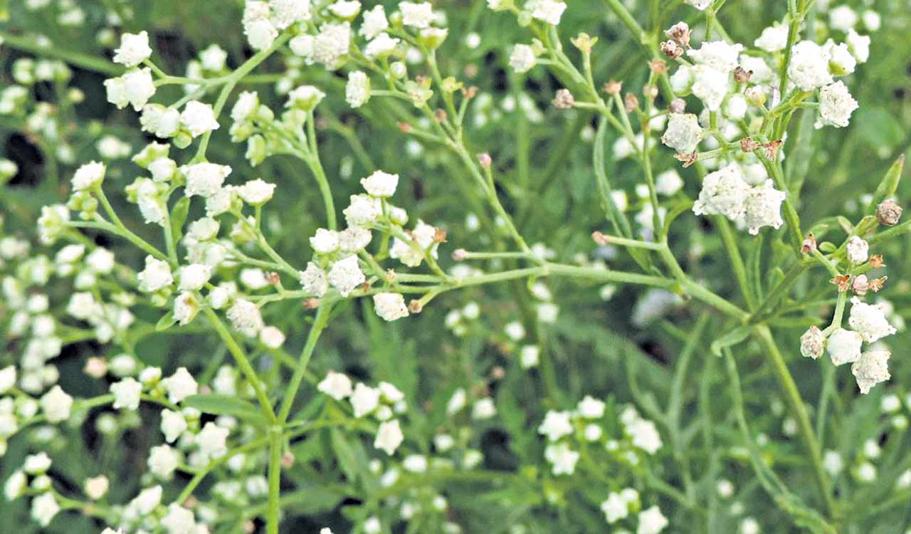 Stay away from this ‘Vayyari Bhaama’ in winter