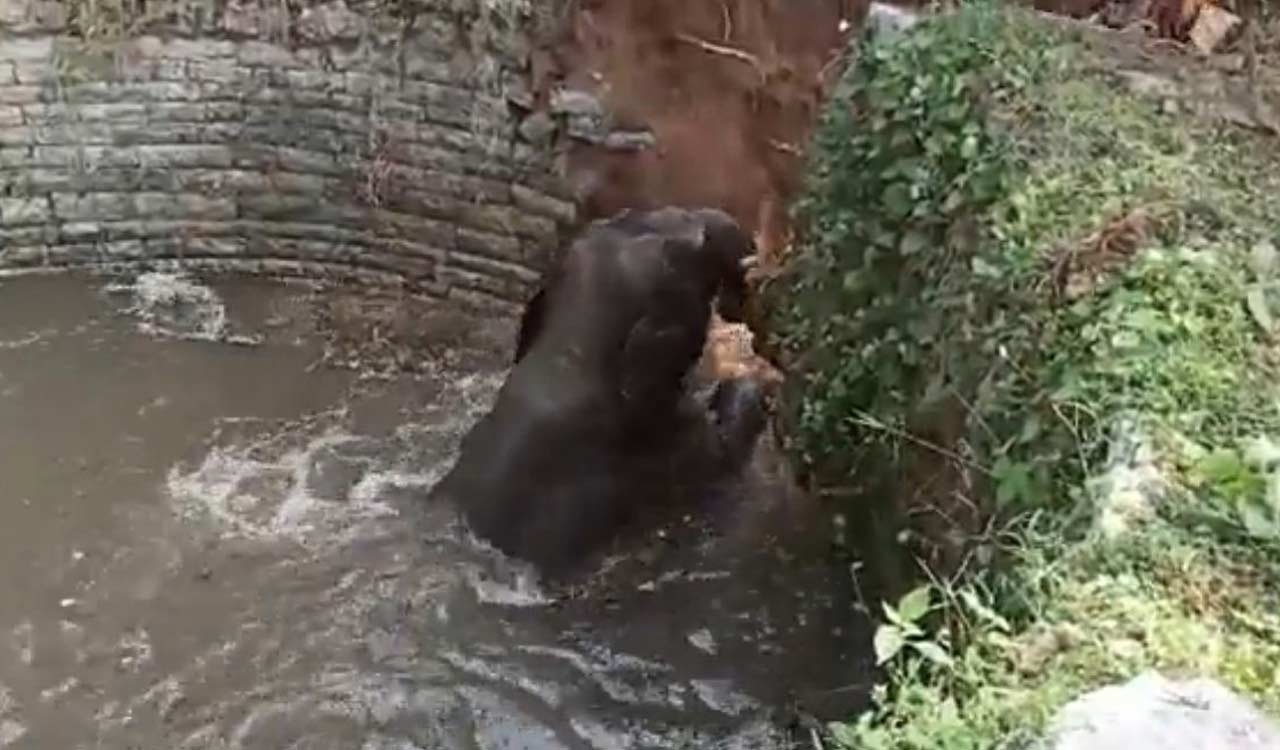 Watch: Young elephant falls into well in Andhra Pradesh’s Chittoor, rescued using bulldozer