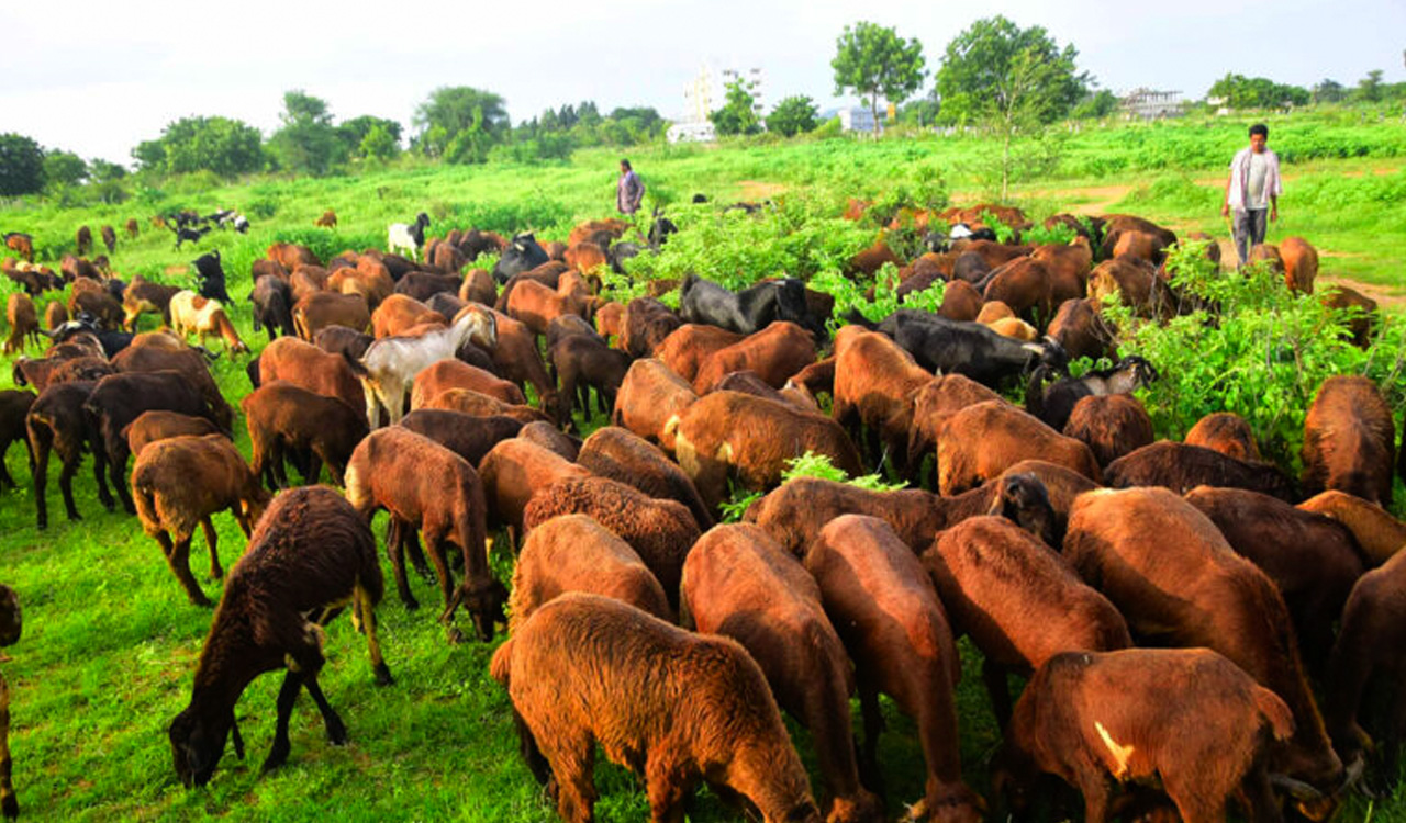 Telangana moving towards self sufficiency in meat production