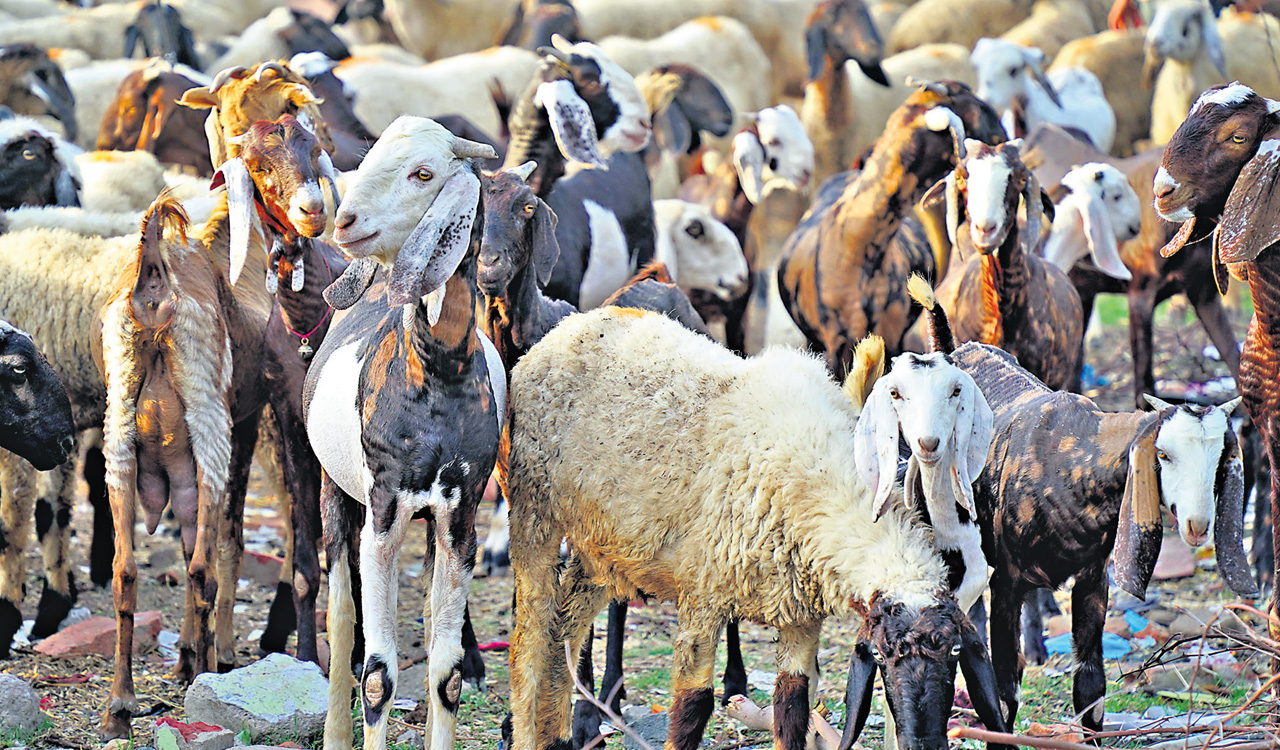 Telangana, a State of meat lovers to become top meat producer too