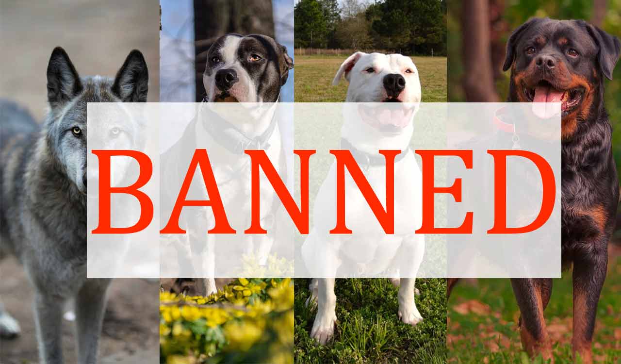 Gurugram bans 11 dog breeds due to rise in pet attacks