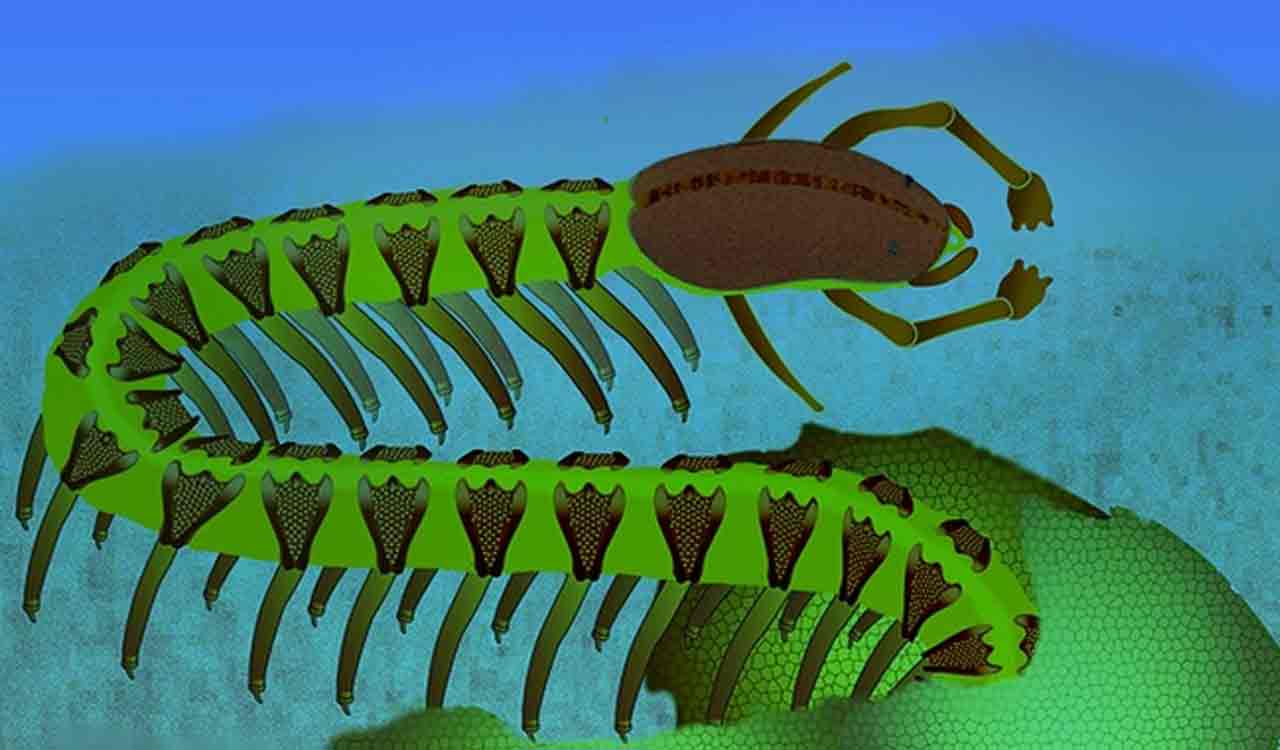 Half-a-billion year old fossilised brain in a tiny sea creature defies textbooks