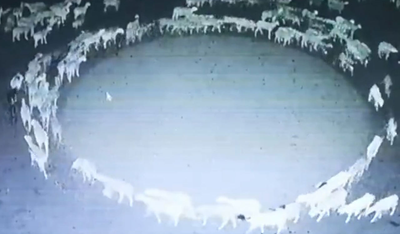 Herd of sheep circling for 12 days weird out netizens
