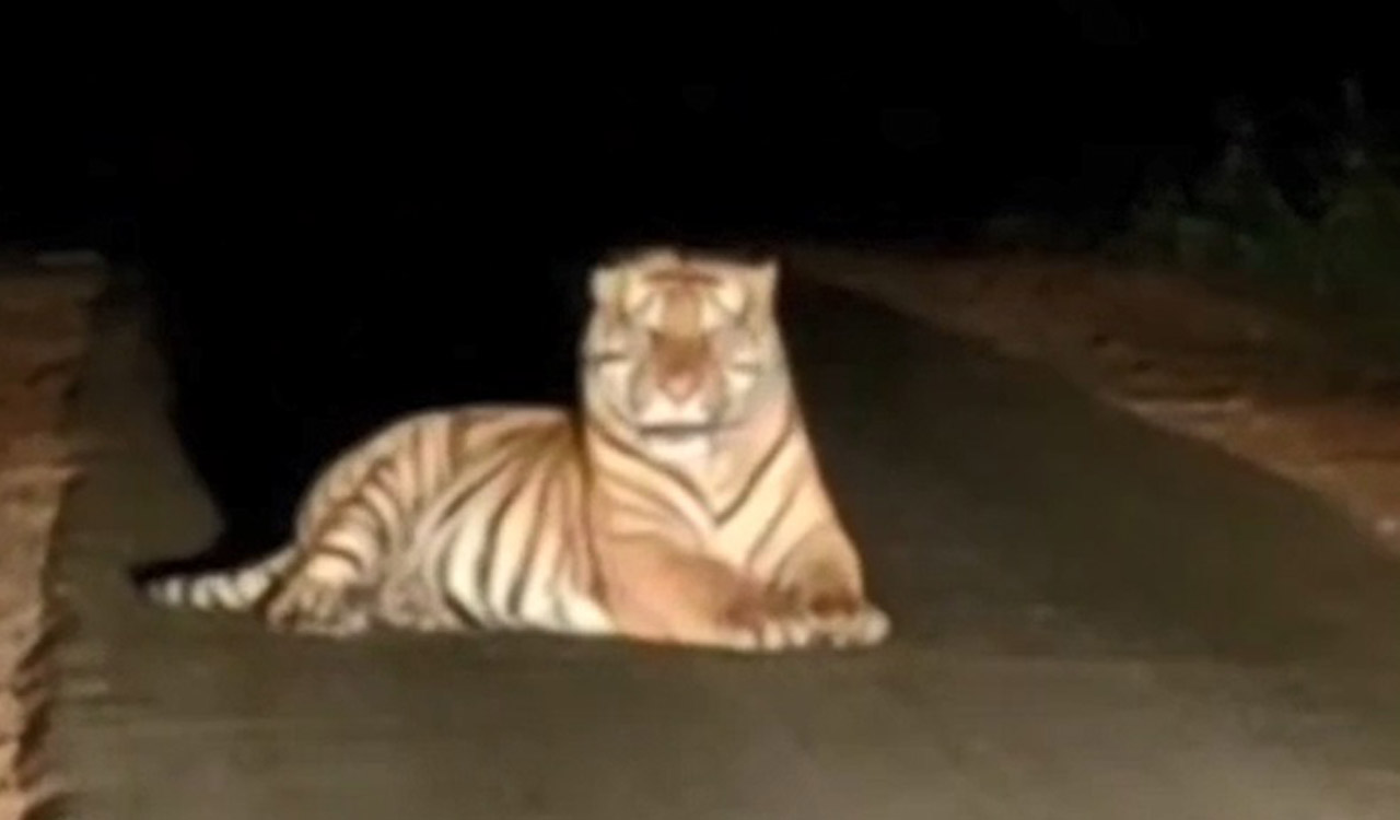 Human killings by tigers in Adilabad trigger fake videos on social media