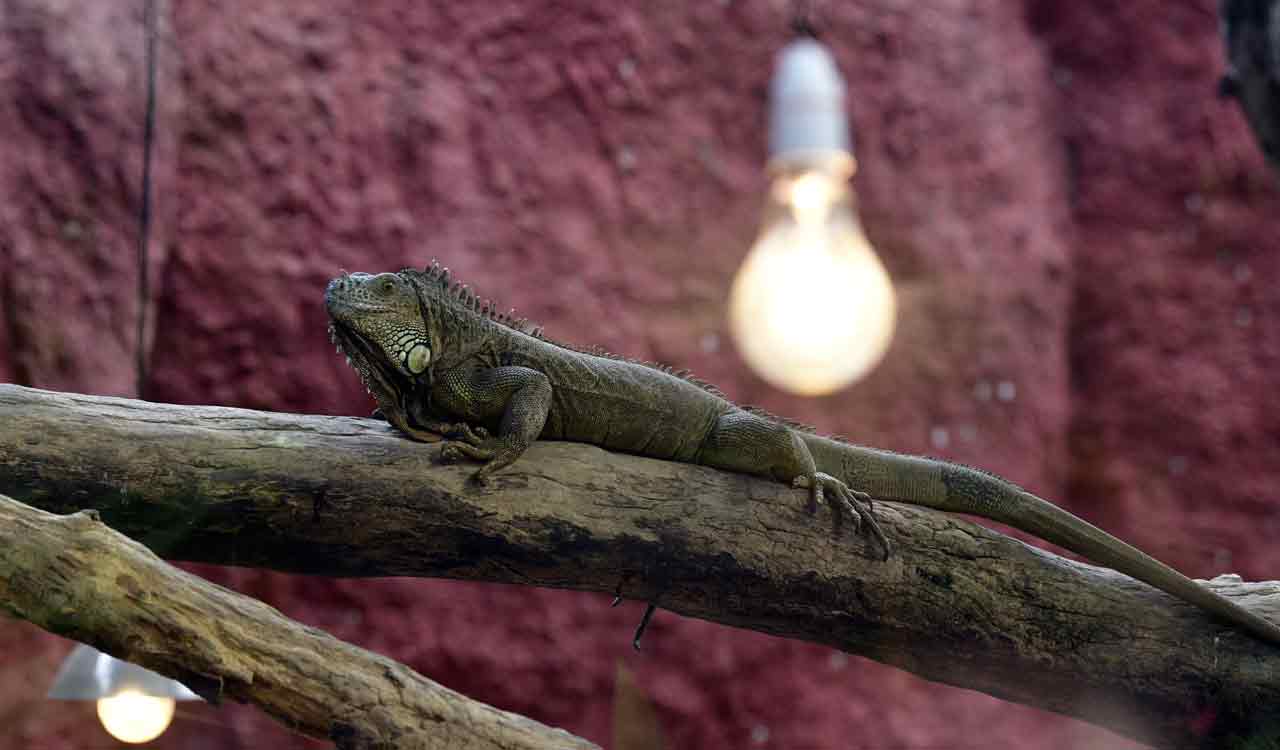 Hyderabad zoo authorities keep animals, birds cozy in winter