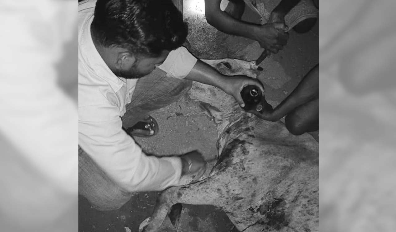 Pressure mine planted by Maoists explodes, injures a cow in Kothagudem