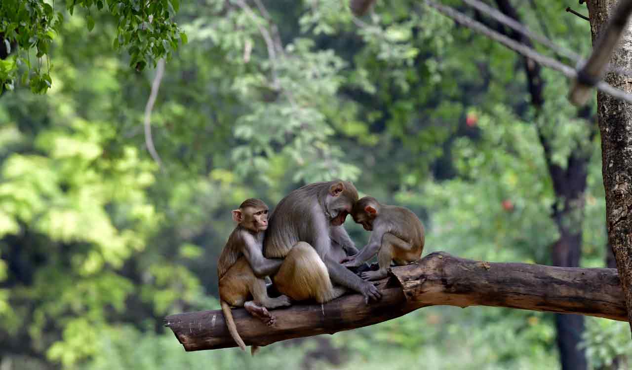 Hyderabad zoo authorities keep animals, birds cozy in winter