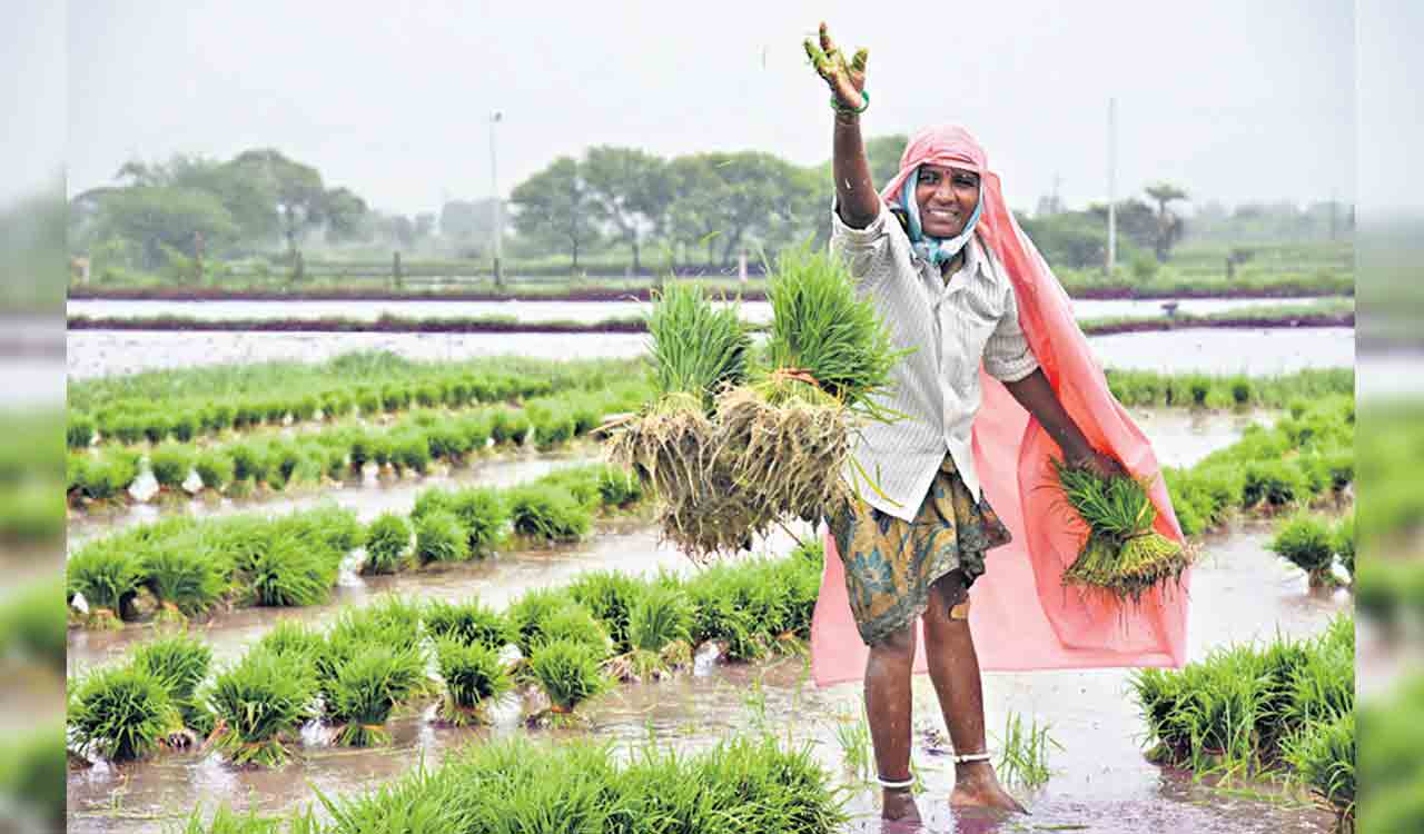Telangana turns crucial for country’s paddy supply in Yasangi
