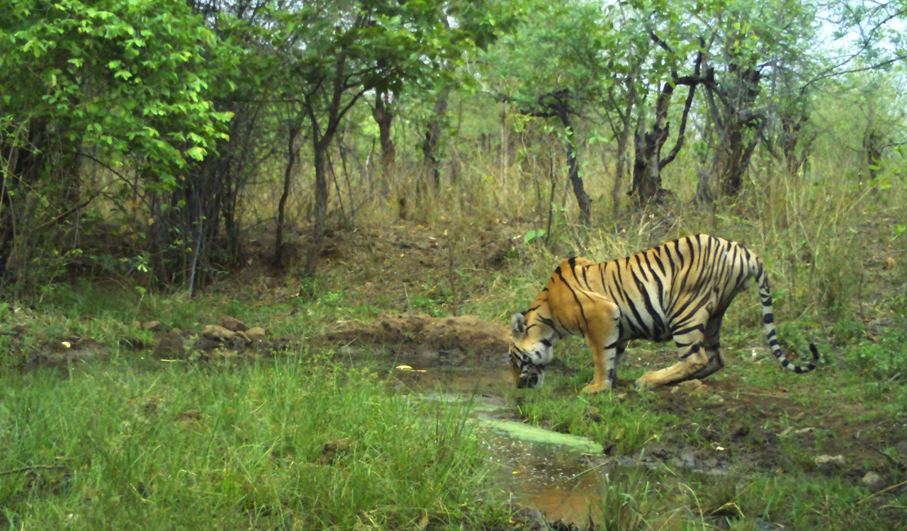 Poor prey base in Adilabad force tigers to return to Maharashtra