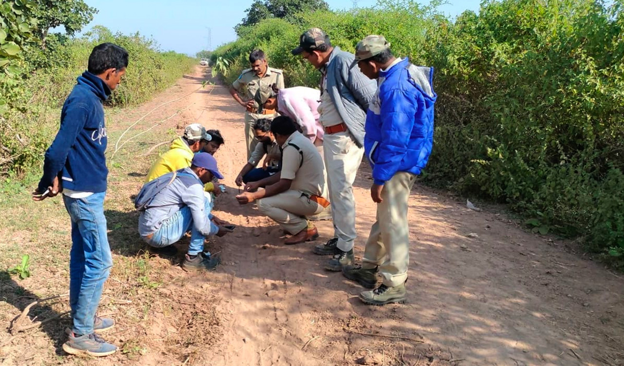 Telangana: 20 CCTV cameras installed to track killer big cat in Asifabad