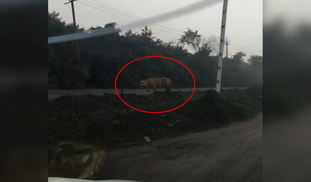 Telangana: Tiger sighted near Singareni opencast project in Mancherial